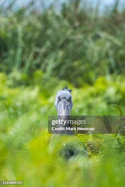 shoebill stork in the wild - shoebilled stork stock pictures, royalty-free photos & images