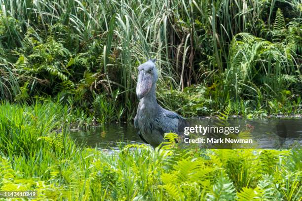 shoebill stork in the wild - shoebilled stork stock pictures, royalty-free photos & images