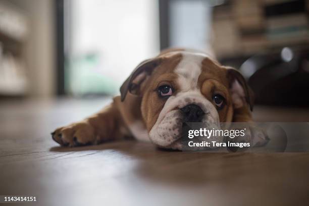 cute english bulldog puppy - english bulldog stock pictures, royalty-free photos & images