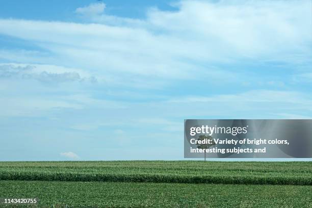 lone tree making a stand in a gigantic field under the big sky - golden ratio stock pictures, royalty-free photos & images