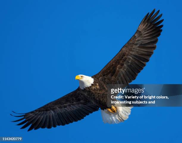 american bald eagle with spread wings flying in a blue sky - spread wings stockfoto's en -beelden