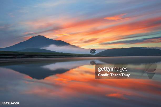 reflective trees on the lake - summer new zealand stock-fotos und bilder