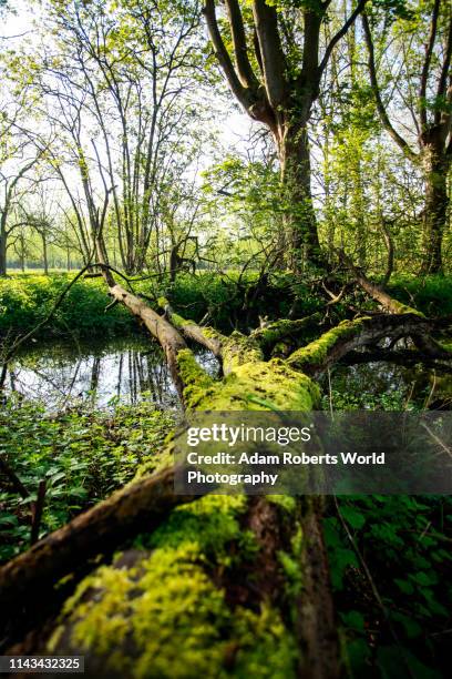 a selection of british forest shots - temperate forest stock-fotos und bilder