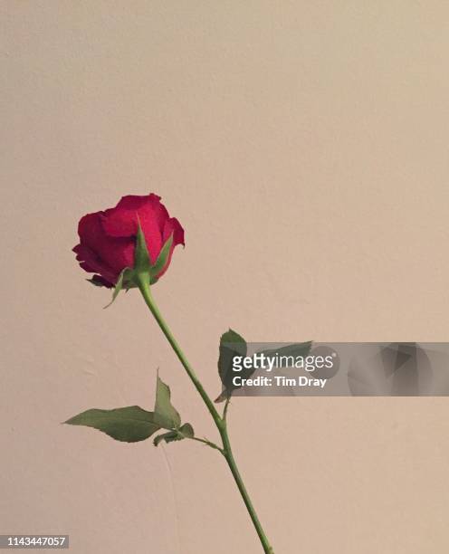 a single rose - enkele roos stockfoto's en -beelden