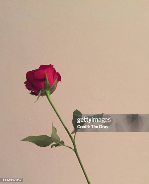 a single rose - single rose stock pictures, royalty-free photos & images