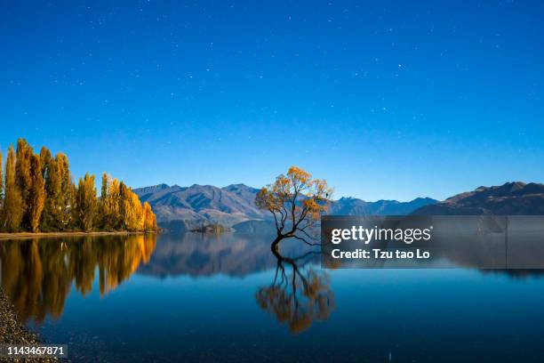 wanaka tree - see lake wanaka stock-fotos und bilder