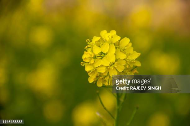 mustard flower - mosterd stockfoto's en -beelden
