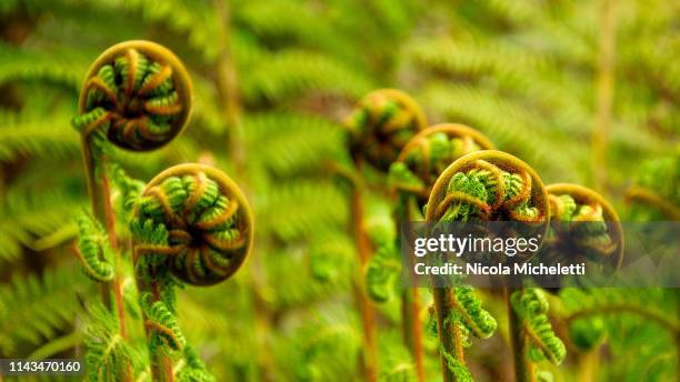 Silver Fern Buds New Zealand High-Res Stock Photo - Getty Images