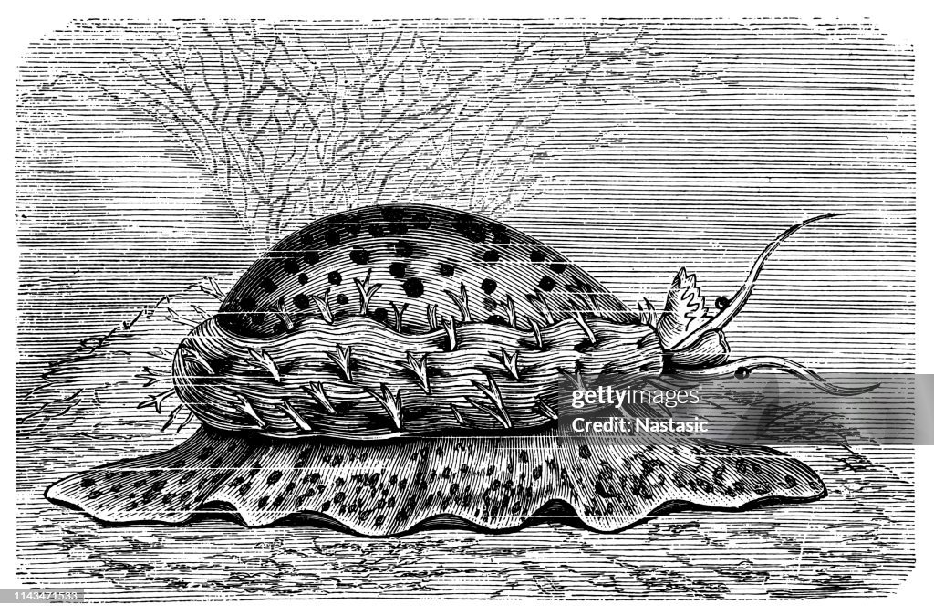 Tiger Cowry (Cypraea Tigris)