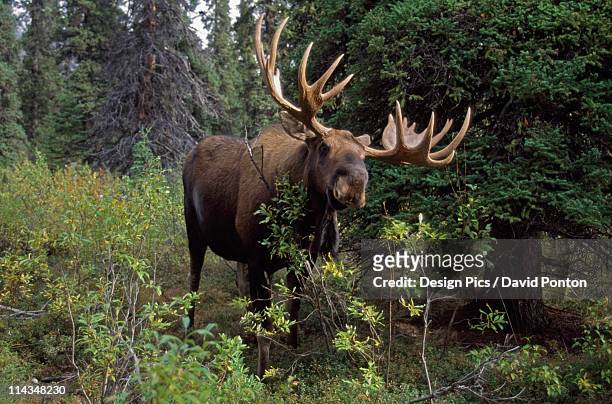 bull moose (alces alces) eating willow - bull moose stock pictures, royalty-free photos & images