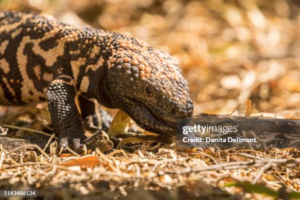 gila monster (heloderma suspectum) walking, boyce thompson arboretum state park, arizona, usa - gila monster stock pictures, royalty-free photos & images