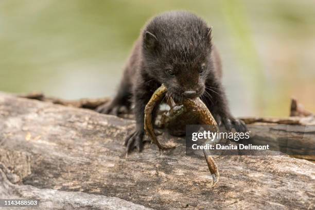 captive baby mink (neovison vison) eating frog, pine county, minnesota, usa - american mink fotografías e imágenes de stock