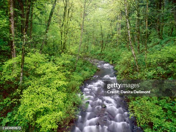 bridal veil creek in forest, columbia river gorge, mt hood national forest, oregon, usa - mt hood national forest - fotografias e filmes do acervo