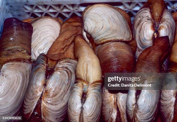 geoduck clams (panopea generosa), pacific northwest, washington state, usa - geoduck stock pictures, royalty-free photos & images