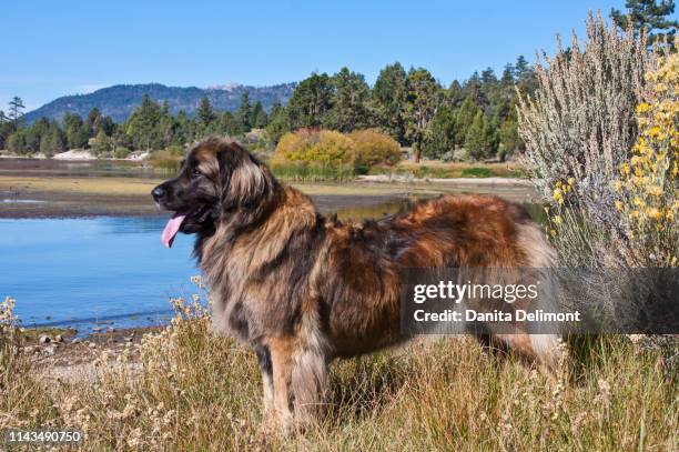 leonberger looking at lake, california, usa - leonberger stock pictures, royalty-free photos & images