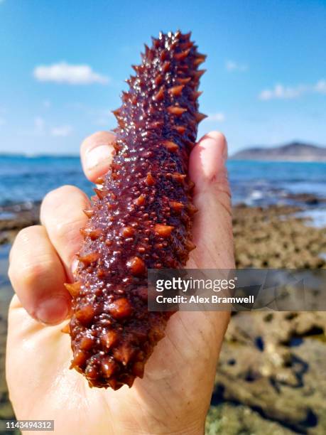 Sea Cucumber Photos and Premium High Res Pictures - Getty Images