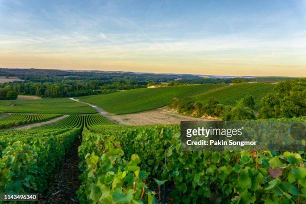 row vine grape in champagne vineyards at montagne de reims countryside village background - paris summer stock-fotos und bilder