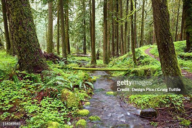a trail and stream going through mount hood national forest - mt hood national forest - fotografias e filmes do acervo