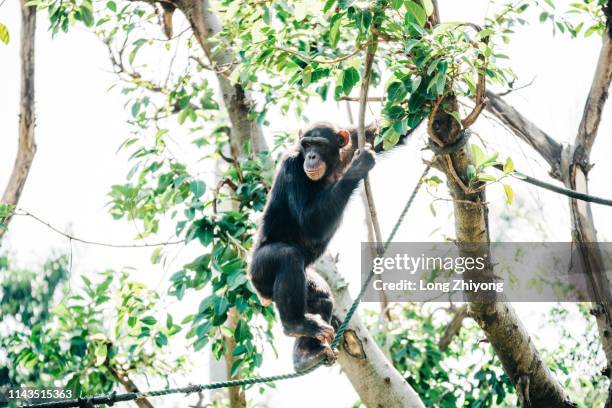 chimpanzee plays on rope - chimpanzee stock-fotos und bilder