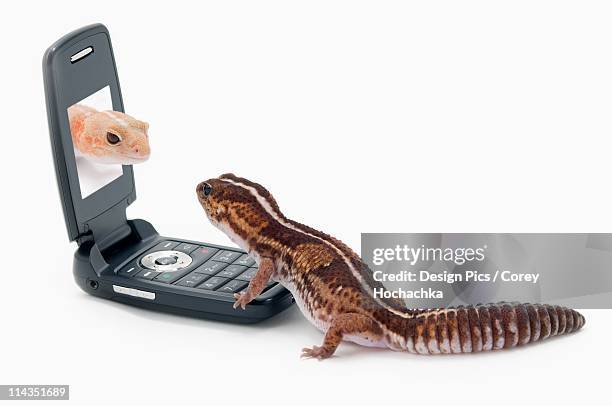 geckos socializing on a cell phone - hemitheconyx caudicinctus stock pictures, royalty-free photos & images