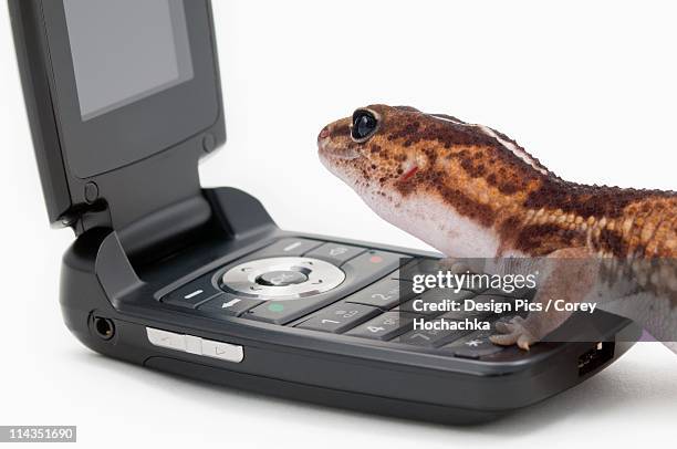 gecko socializing on a cell phone - hemitheconyx caudicinctus stock pictures, royalty-free photos & images