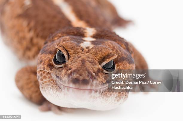 african fat-tailed gecko (hemitheconyx caudicinctus) - hemitheconyx caudicinctus stock pictures, royalty-free photos & images