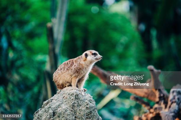 meerkat on the top of stone - christmas island stock-fotos und bilder