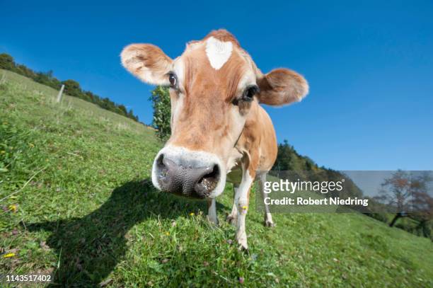 bos primigenius taurus cow on grass field st gallen,switzerland - st gallen stockfoto's en -beelden