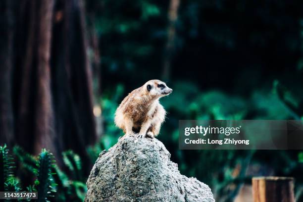 meerkat on the top of stone - christmas island stock pictures, royalty-free photos & images