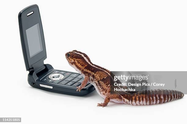 african fat-tailed gecko using a cellphone - hemitheconyx caudicinctus stock pictures, royalty-free photos & images