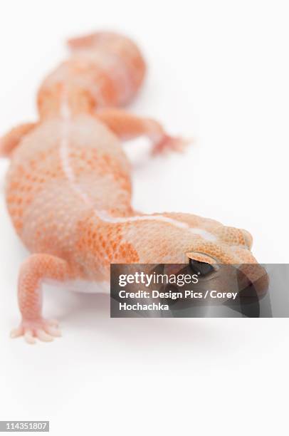 amelanistic (albino) african fat-tailed gecko - hemitheconyx caudicinctus stock pictures, royalty-free photos & images