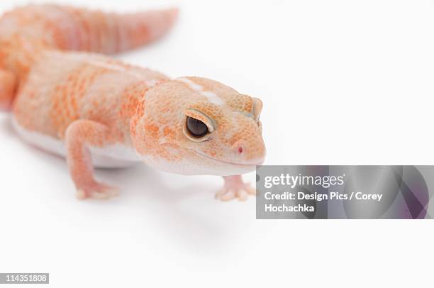 amelanistic (albino) african fat-tailed gecko - hemitheconyx caudicinctus stock pictures, royalty-free photos & images