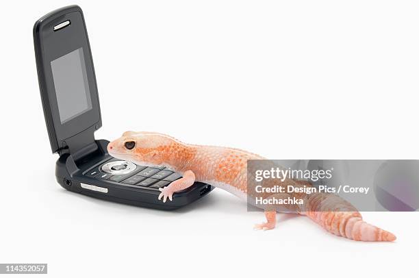 albino african fat-tailed gecko (hemitheconyx caudicinctus) using a cell phone - hemitheconyx caudicinctus stock pictures, royalty-free photos & images