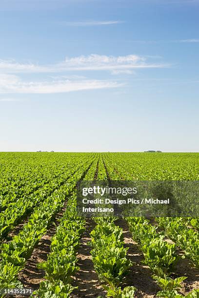 alberta, canada - beet field stock pictures, royalty-free photos & images
