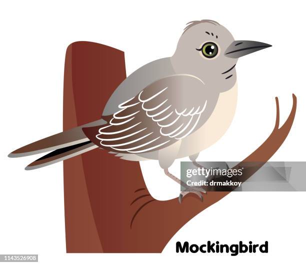 ilustraciones, imágenes clip art, dibujos animados e iconos de stock de northern mockingbird - mockingbird