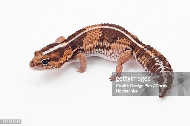 african fat-tailed gecko (hemitheconyx caudicinctus) - hemitheconyx caudicinctus stock pictures, royalty-free photos & images