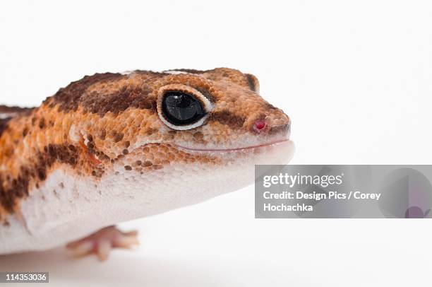 african fat-tailed gecko (hemitheconyx caudicinctus) smiling - hemitheconyx caudicinctus stock pictures, royalty-free photos & images