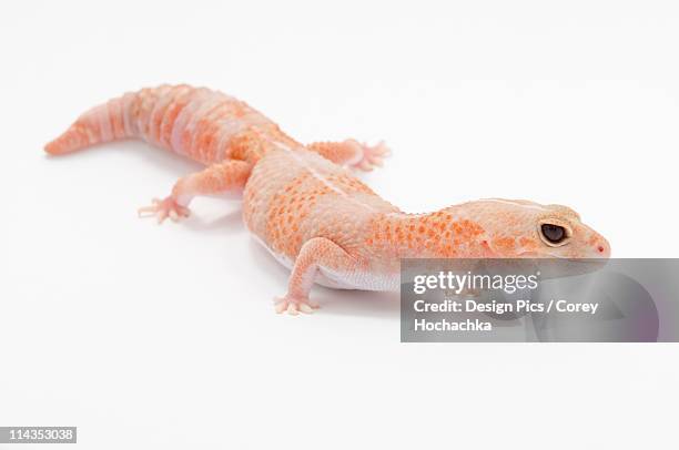 peach colored amelanistic african fat-tailed gecko (hemitheconyx caudicinctus) - hemitheconyx caudicinctus stock pictures, royalty-free photos & images