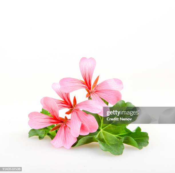 geranium pelargonium flowers against white background - annuals stock pictures, royalty-free photos & images