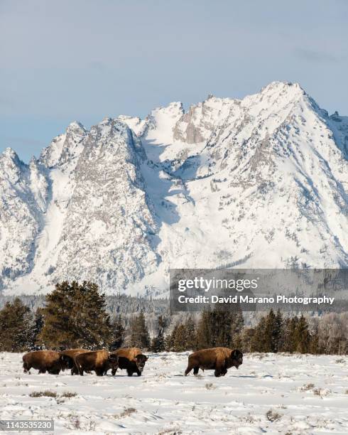 grand tetons - catena montuosa teton foto e immagini stock