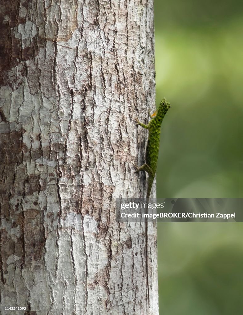 Common flying dragon (Draco volans) to tree trunk, Sepilok Nature Reserve, Sabah, Borneo, Malaysia
