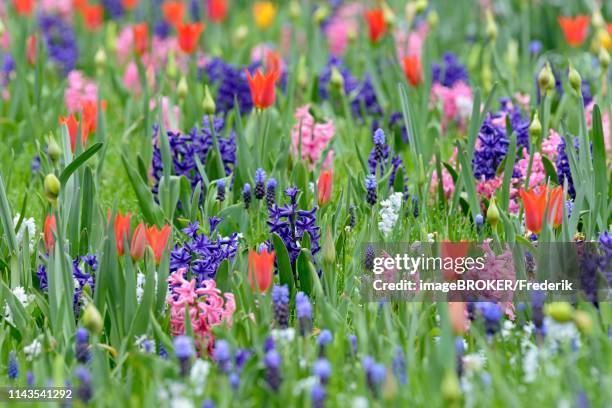 meadow with garden hyacinths (hyacinthus orientalis hybride), small grape hyacinths (muscari botryoides) and tulips (tulipa), north rhine-westphalia, germany - muscari botryoides stock pictures, royalty-free photos & images