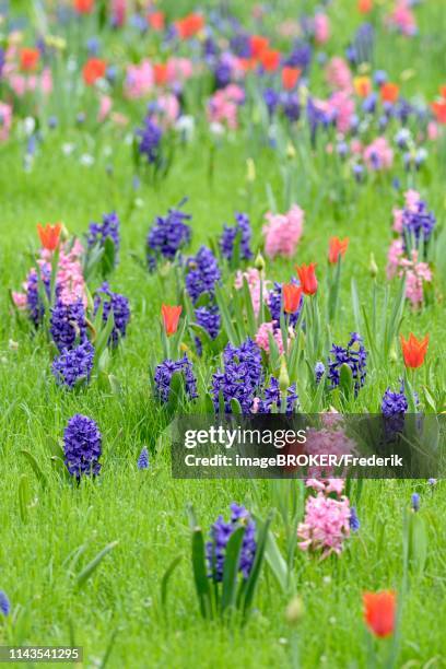 meadow with garden hyacinths (hyacinthus orientalis hybride), small grape hyacinths (muscari botryoides) and tulips (tulipa), north rhine-westphalia, germany - muscari botryoides stock pictures, royalty-free photos & images