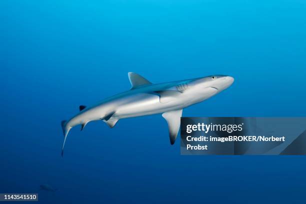 grey reef shark (carcharhinus amblyrhynchos) swimming in the open sea, indian ocean, maldives - requin dagsit photos et images de collection