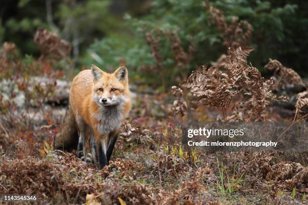 Hi Fall Fox 16,932 Fox Fall Stock Photos, High-Res Pictures, and Images - Getty Images
