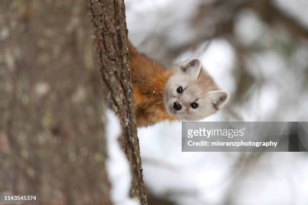 american marten - weasel family stock pictures, royalty-free photos & images