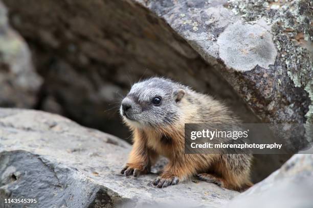 baby marmot - woodchuck stock pictures, royalty-free photos & images
