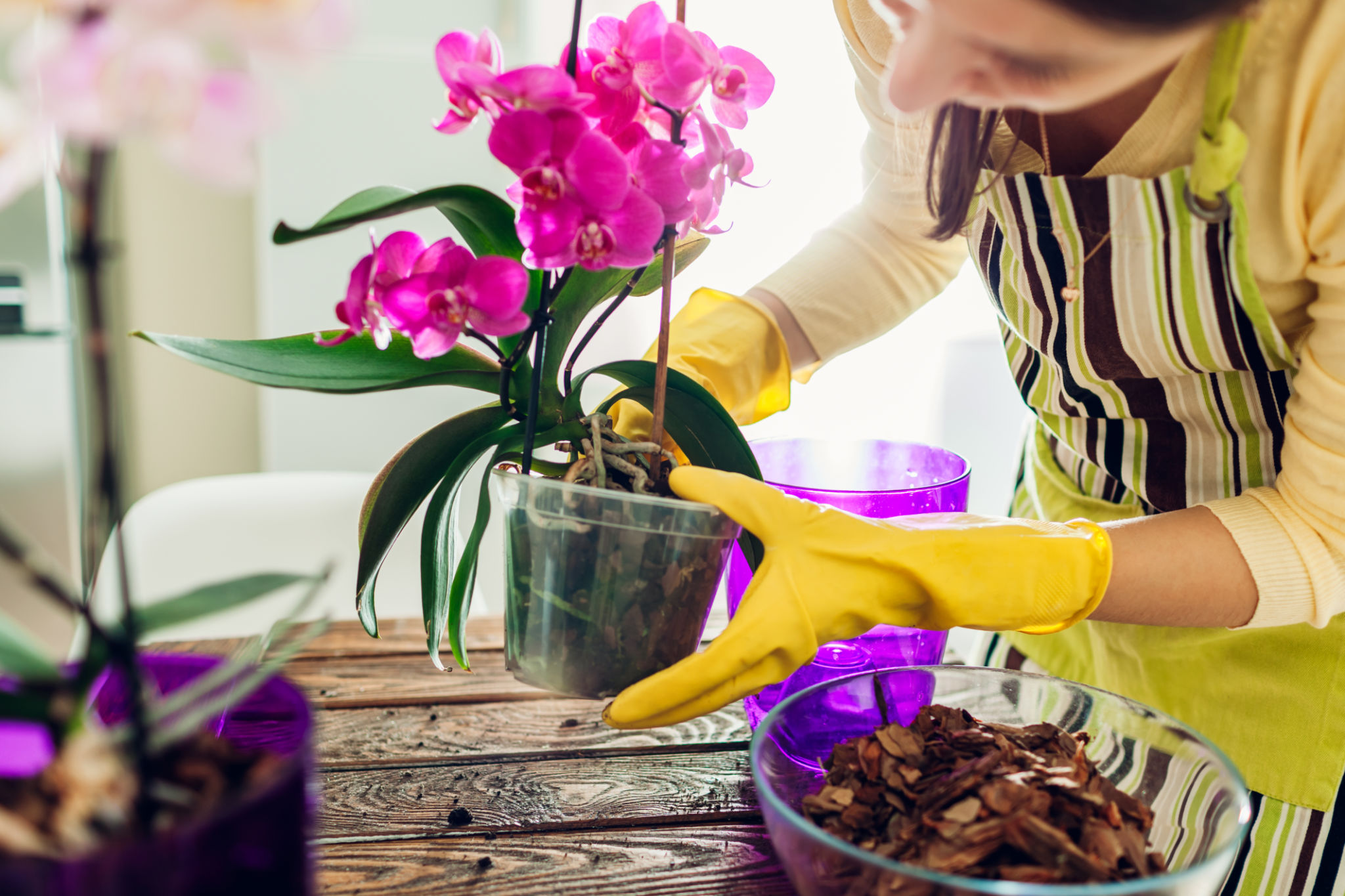 flower care tips