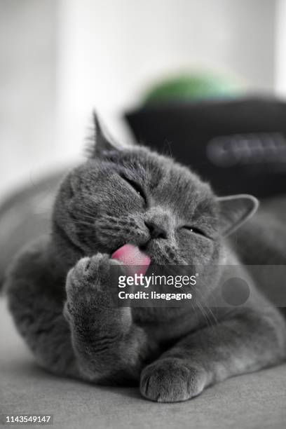 toelettatura del gatto dai capelli corti grigi - vertical foto e immagini stock