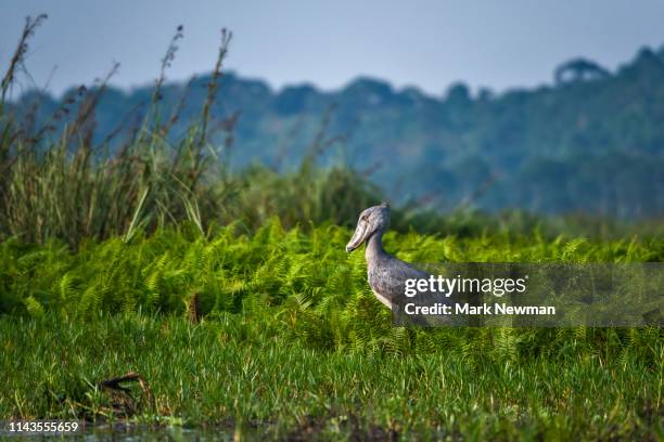 shoebill stork in the wild - shoebilled stork ストックフォトと画像